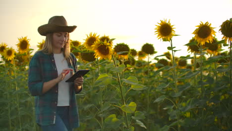 Una-Mujer-Camina-Por-Un-Campo-Con-Grandes-Girasoles-Y-Escribe-Información-Al-Respecto-En-Su-Tableta-Electrónica-En-Una-Noche-De-Verano.